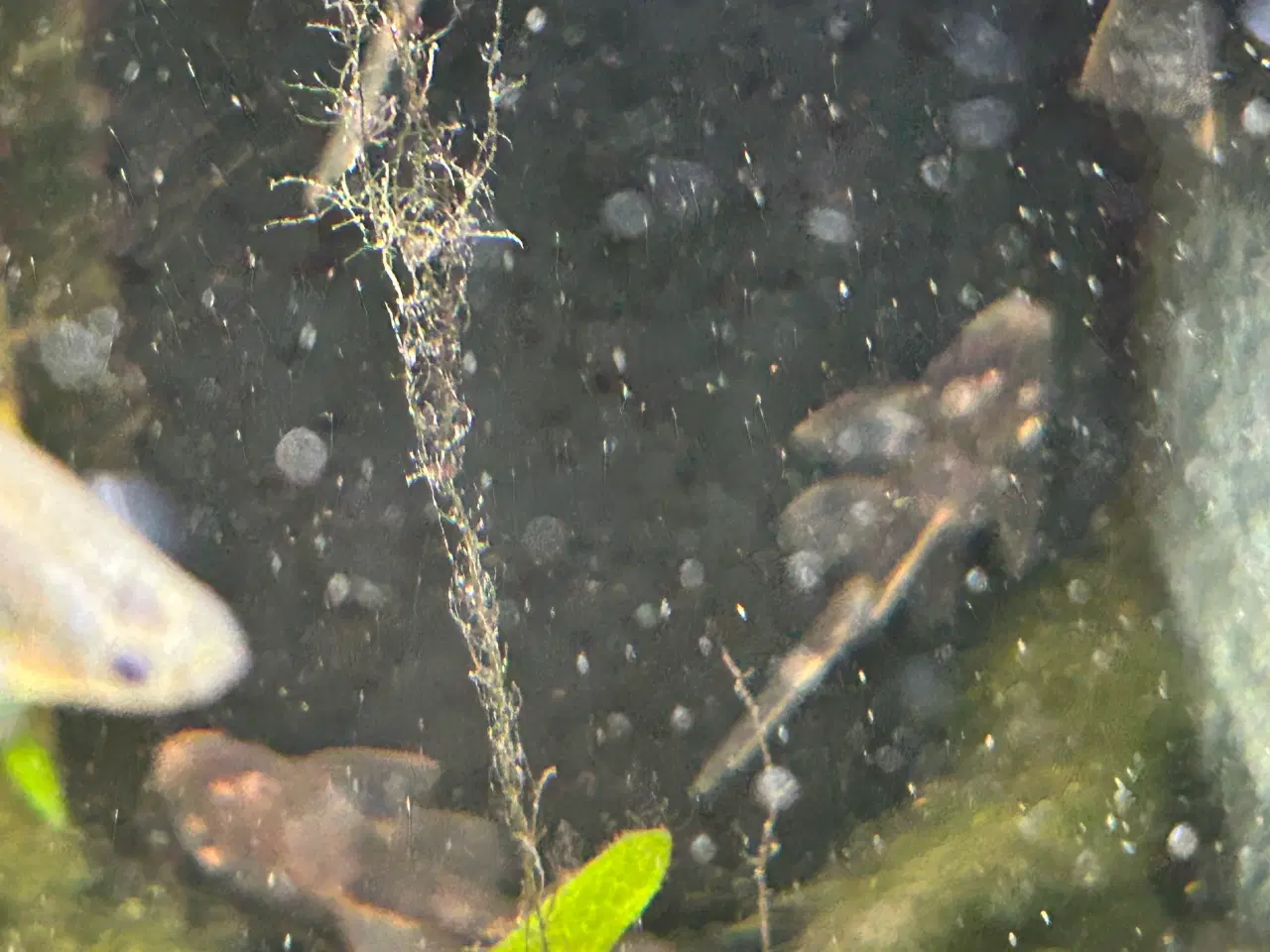 Billede 8 - 🐟 LDA16 Ancistrus maller – sunde og aktive