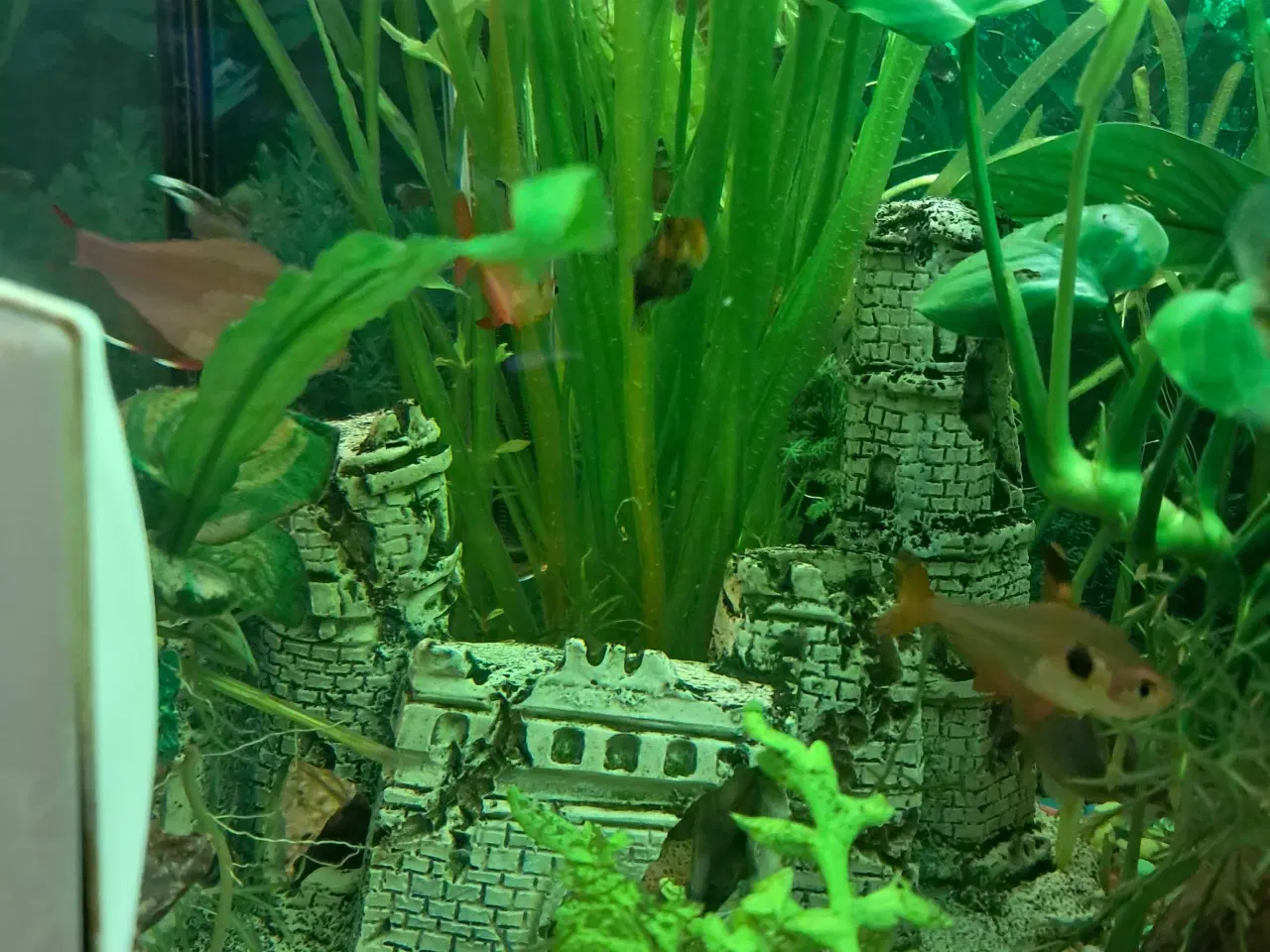 Billede 4 - 5 stk tetraer søger nyt vand