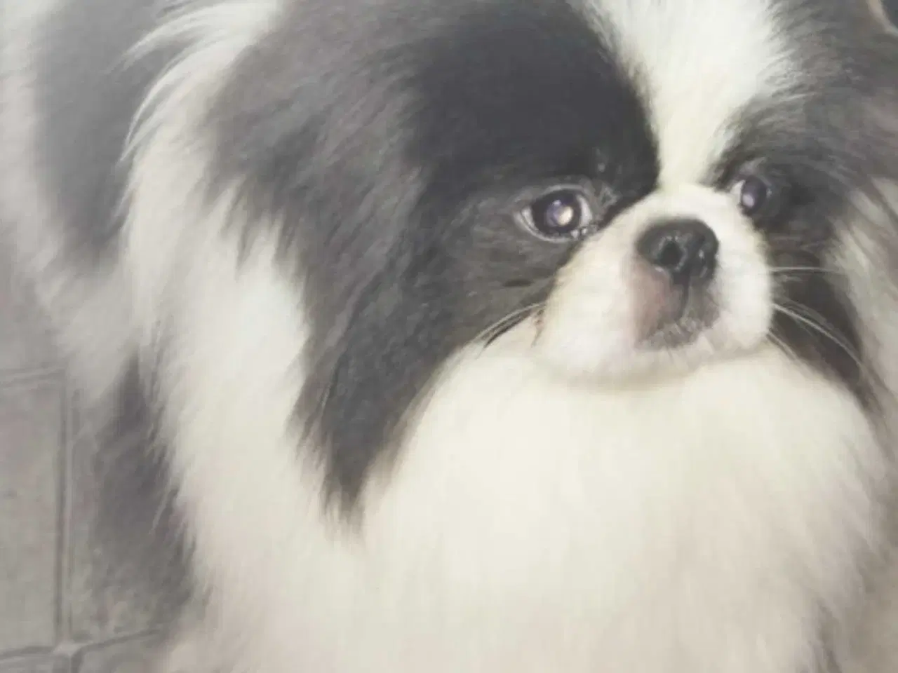 Billede 1 - Blå pekingeser hanhund 1 år
