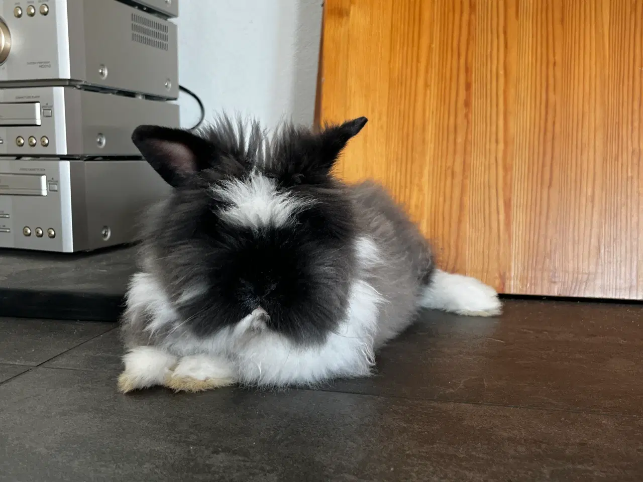 Billede 2 - Lion-lop Han Kanin