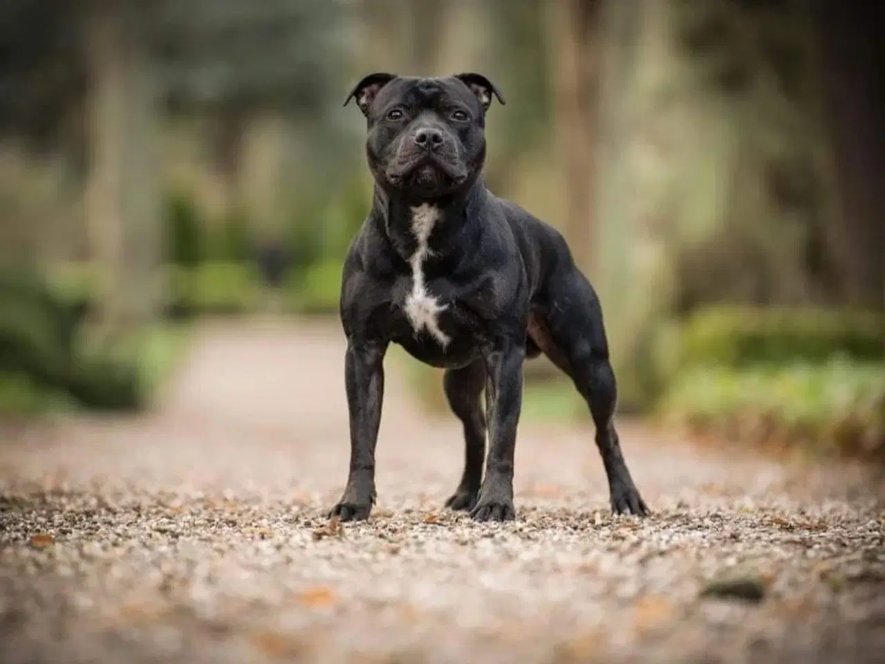 Billede 6 - Staffordshire bullterrier hvalpe