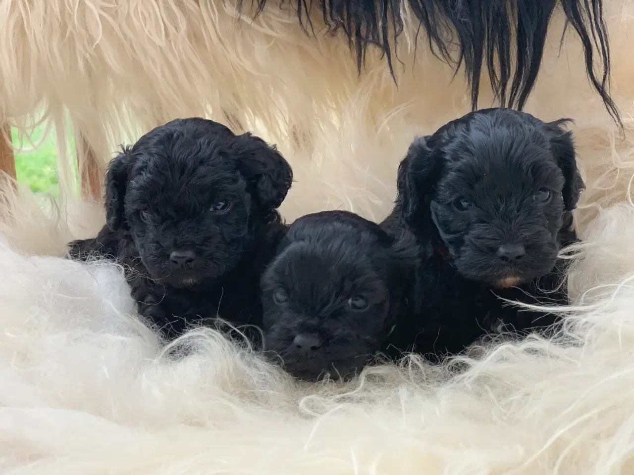 Billede 1 - Små fine cavapoo babyer 