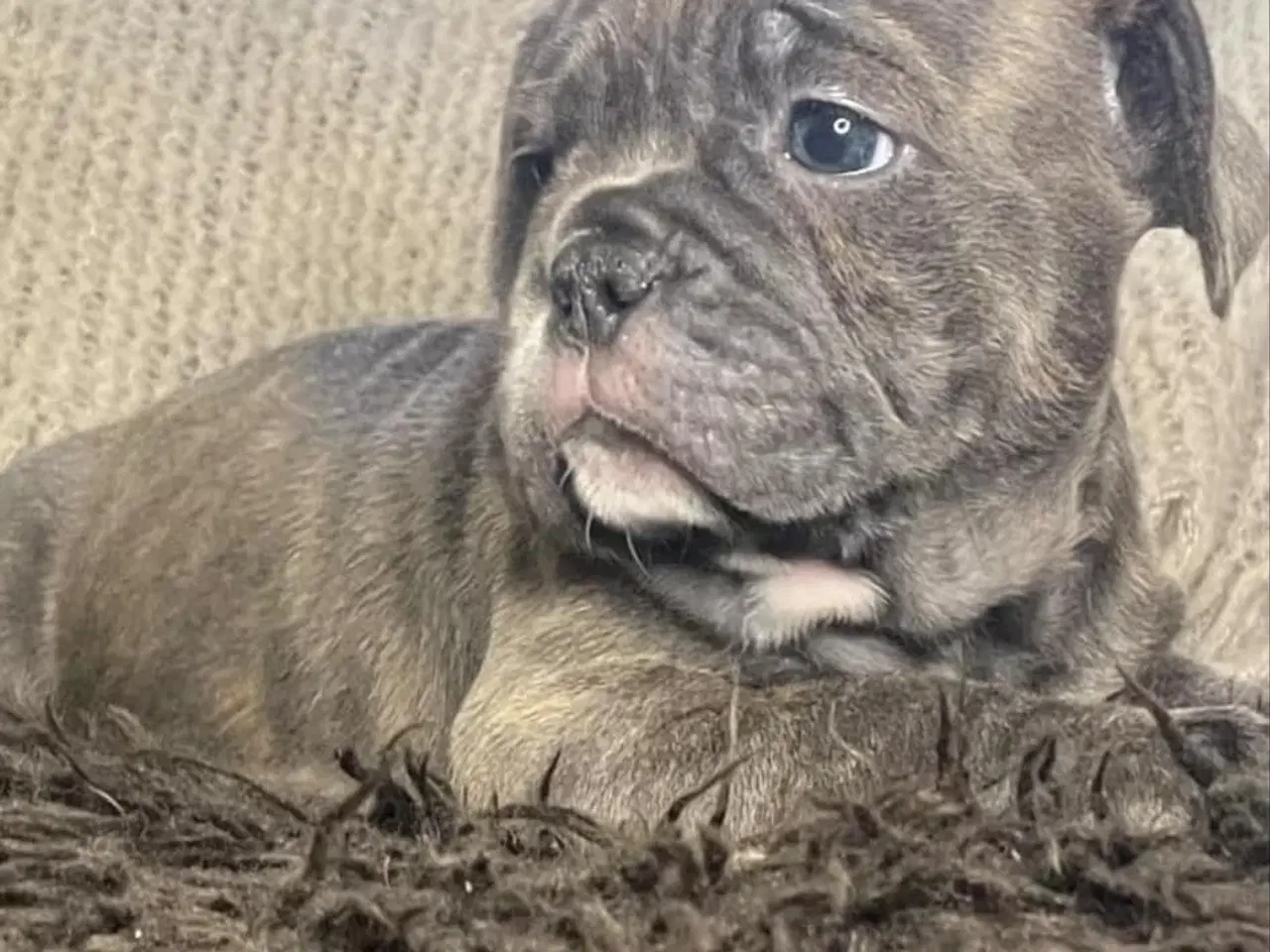 Billede 1 - New english bulldog/ Fluffy Frenchie hvalpe