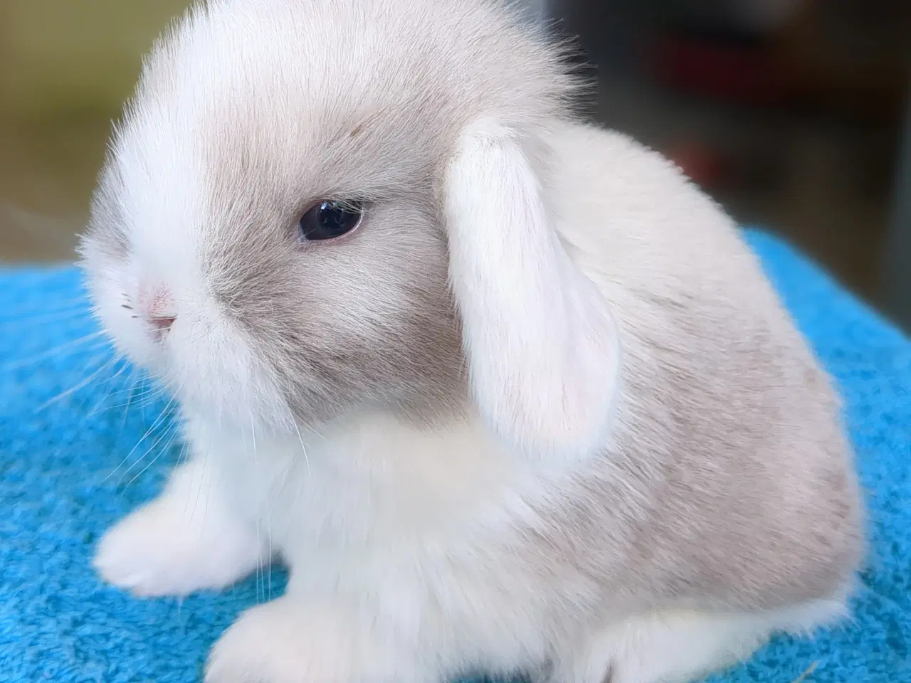 Billede 4 - Minilop kaninunge sælges 