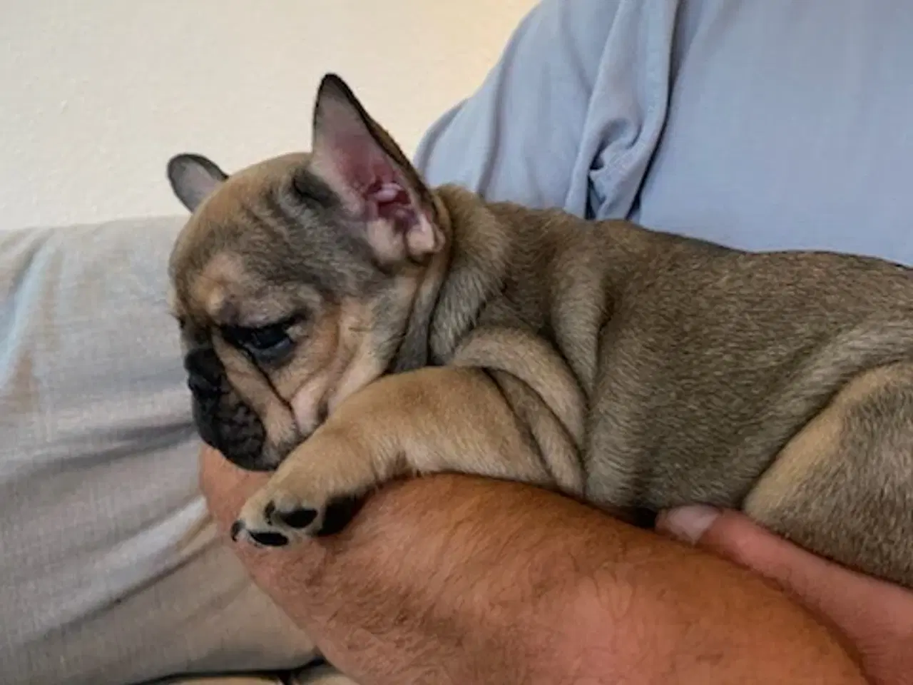 Billede 7 - Fransk Bulldog