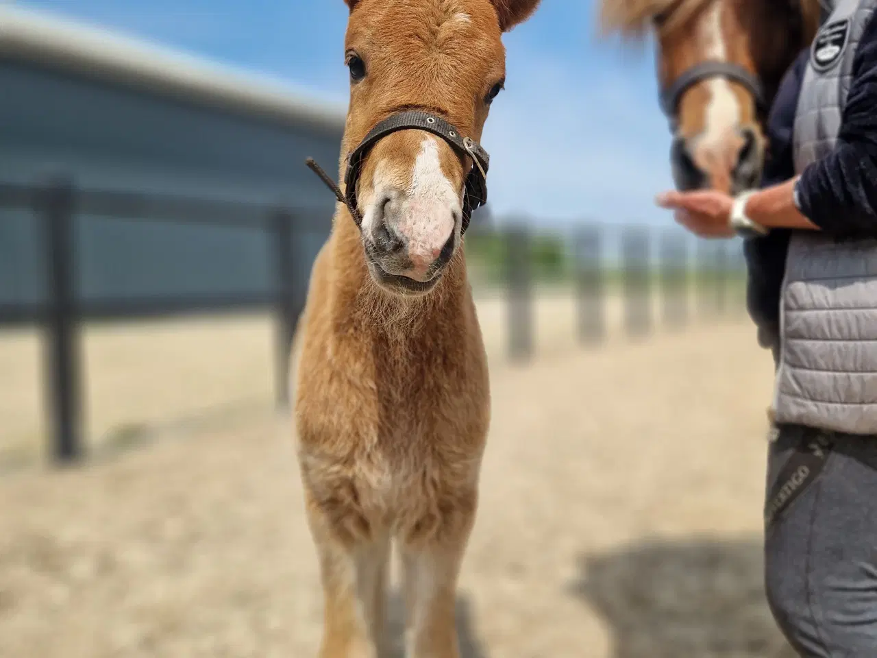 Billede 3 - Fantastisk smuk islænder hingst føl sælges 