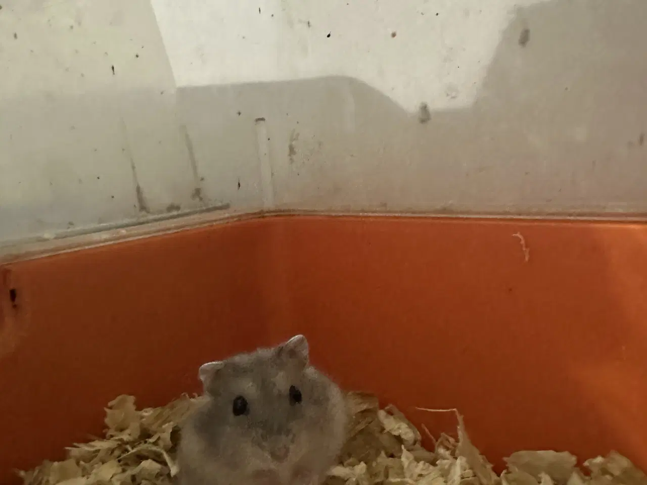 Billede 1 - Sød dværghamster unge sælges