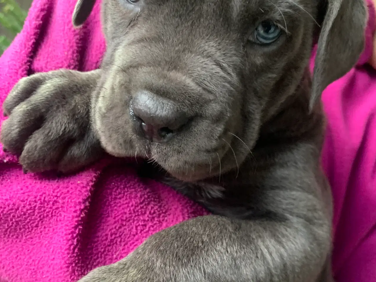 Billede 11 - Cane Corso Italiano hvalpe 