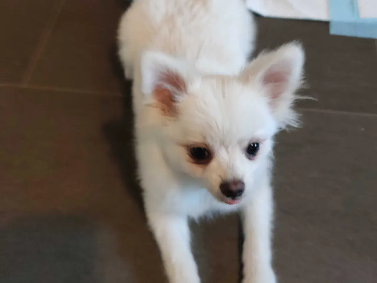 Billede 3 - Mini Pomeranian 