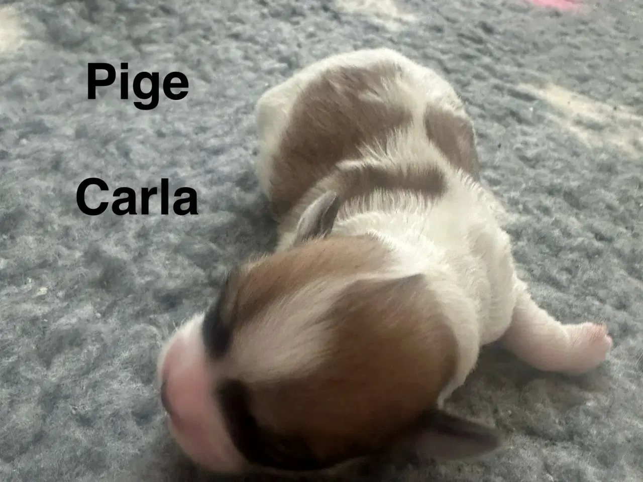Billede 2 - Lhasa apso - Carla