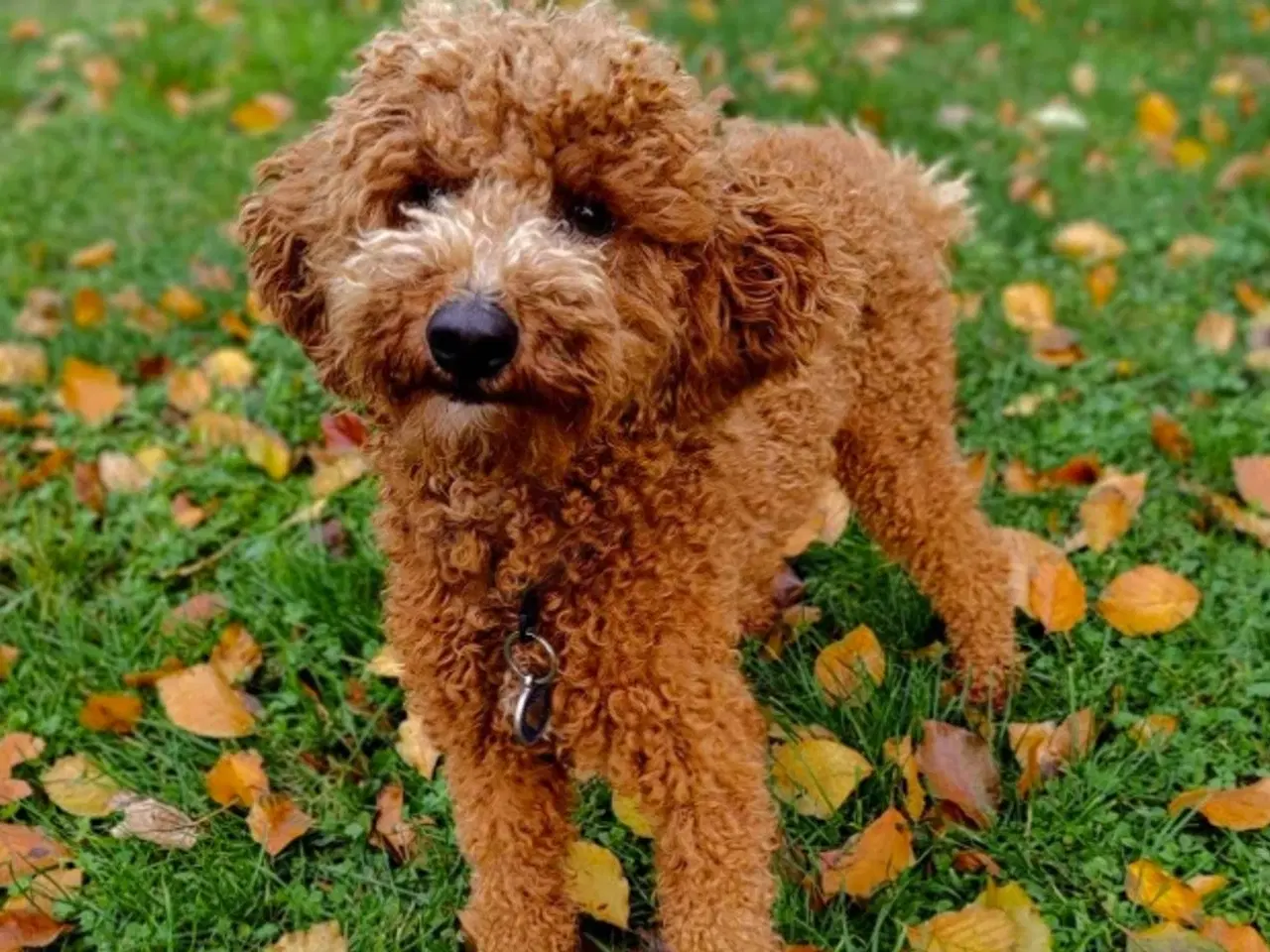 Billede 13 - 7 Skønne Golden Doodle hvalpe (F1B)