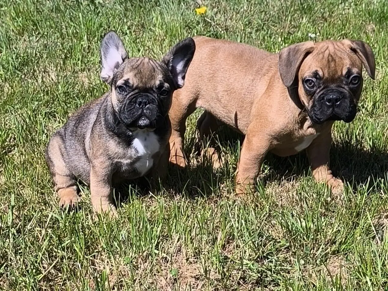 Billede 2 - DK fineste fransk bulldog hvalpe !!!!!!