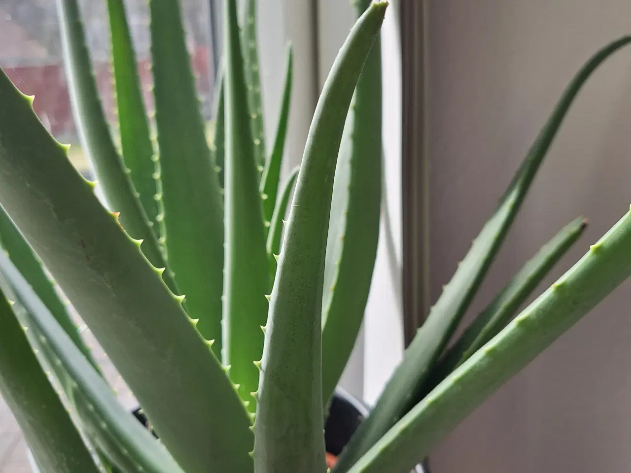 Billede 3 - Stueplante