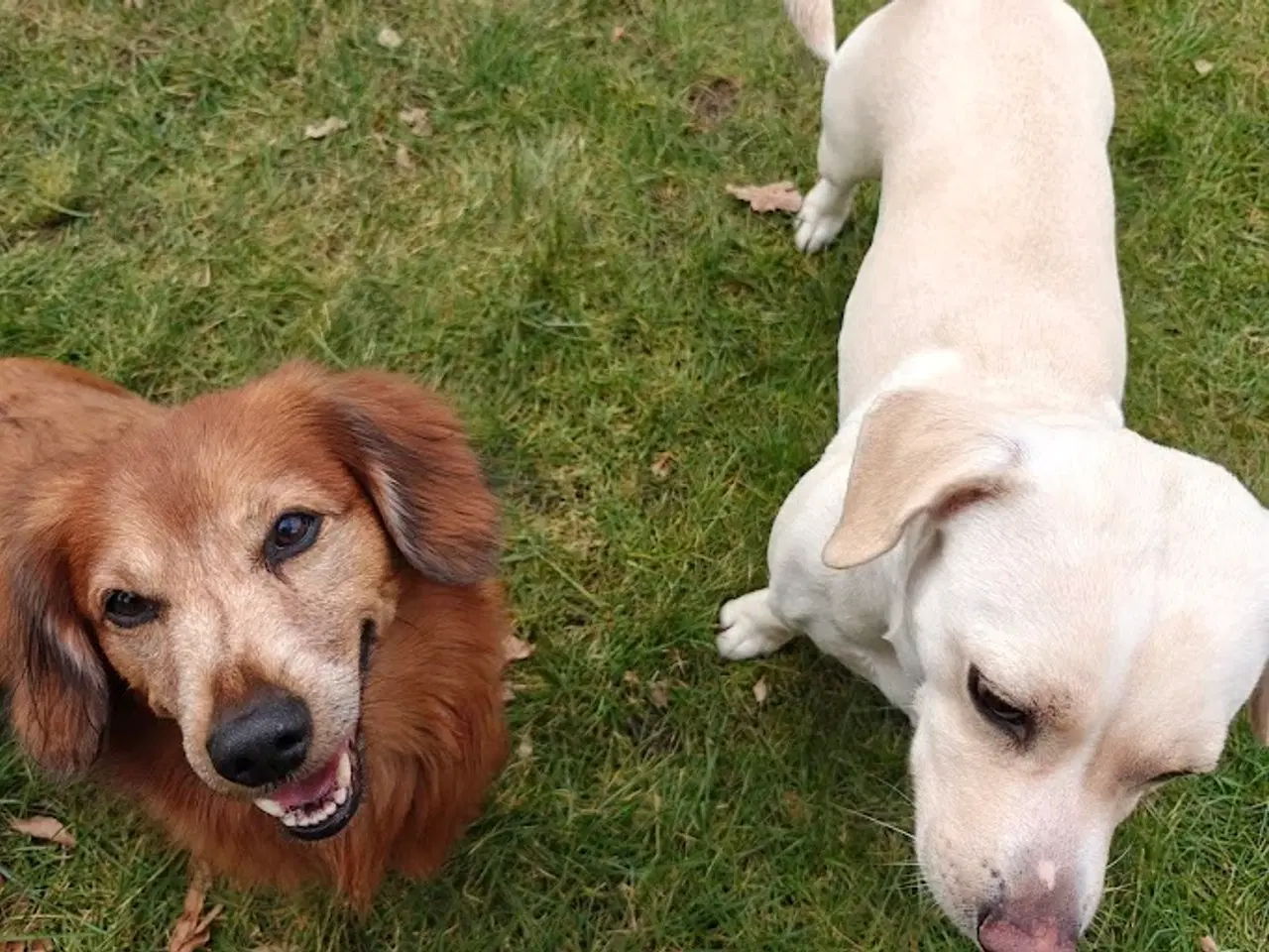 Billede 7 - gravhund blanding 9 uger
