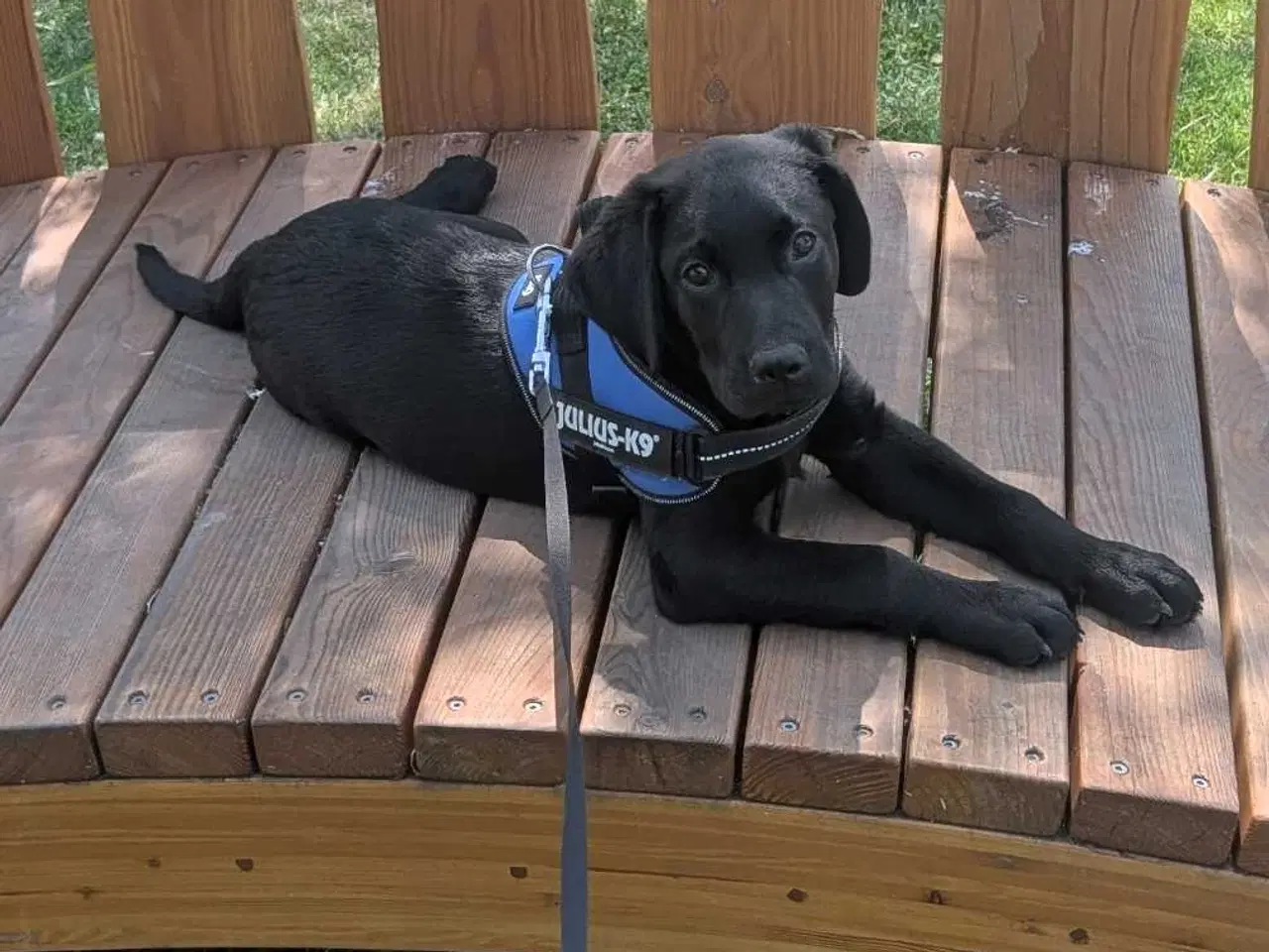 Billede 11 - Labrador retriever hvalp 