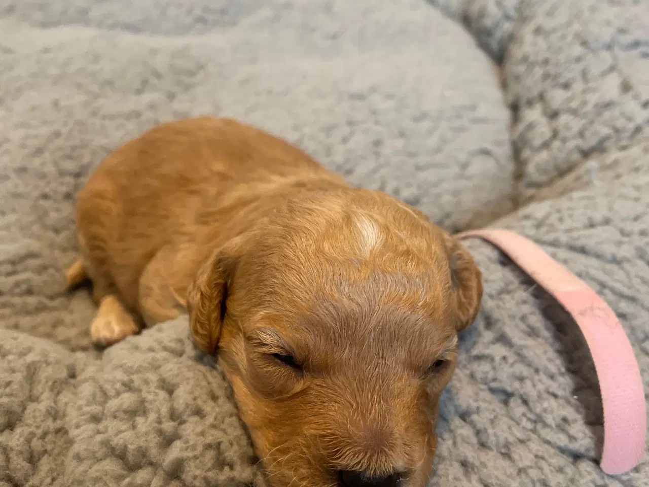Billede 7 - Havapoo/maltipoo