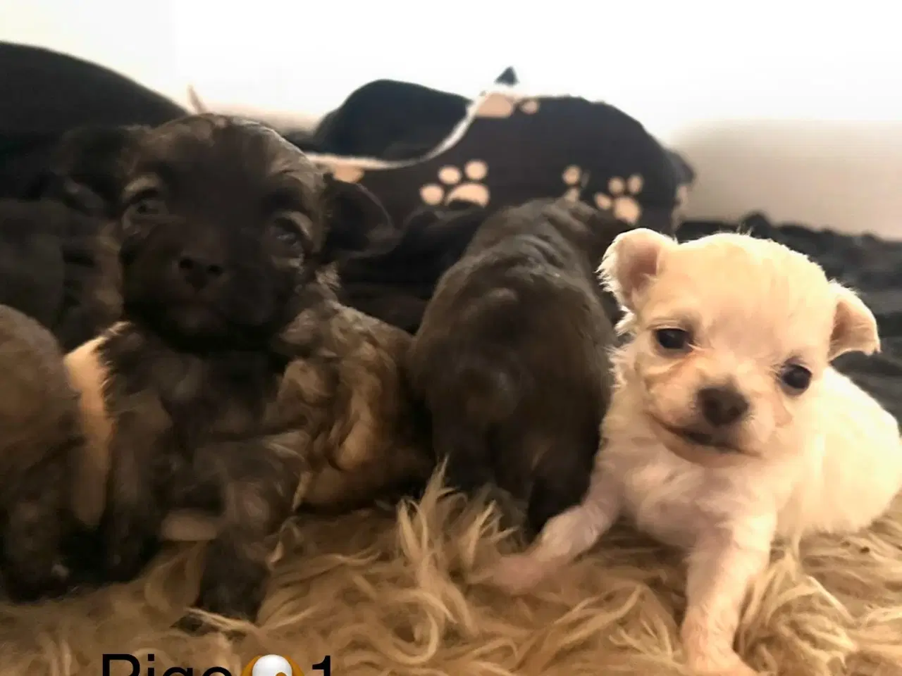 Billede 1 - Skønne chihuahua blandings hvalpe 