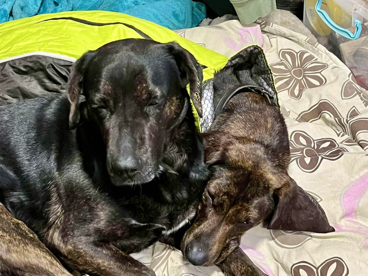 Billede 9 - Dejlige og sjove Rollo søger sin 4-ever familie🏡