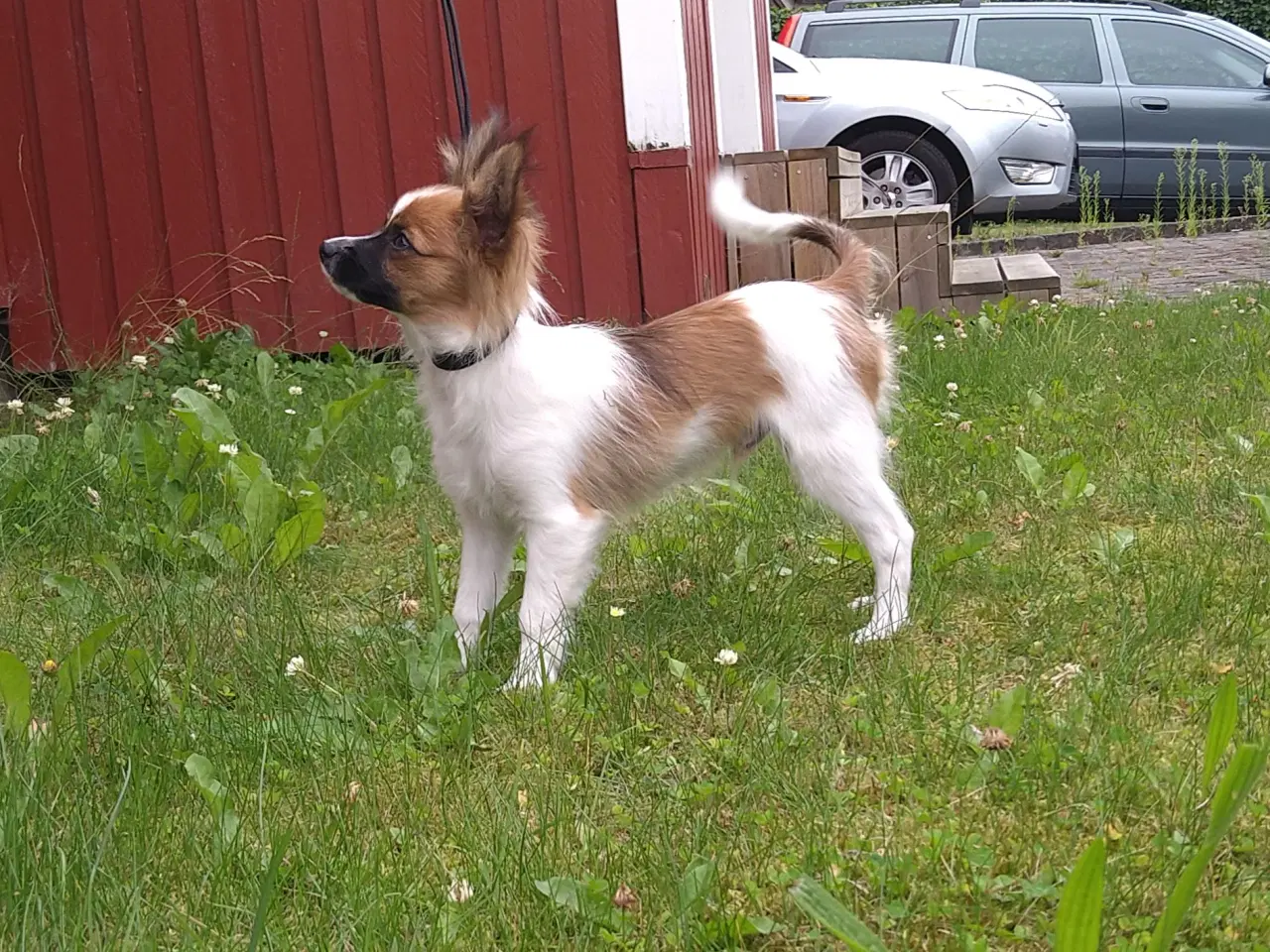 Billede 3 - Papillon han hvalpe