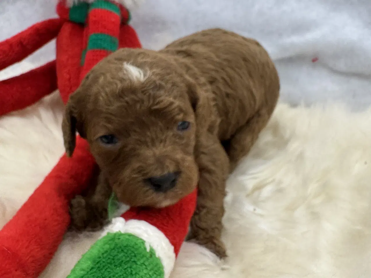 Billede 10 - Skønne Cavapoo hvalpe i det nye år 🎉