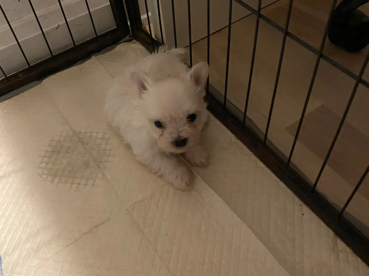 Billede 4 - Små maltipoo