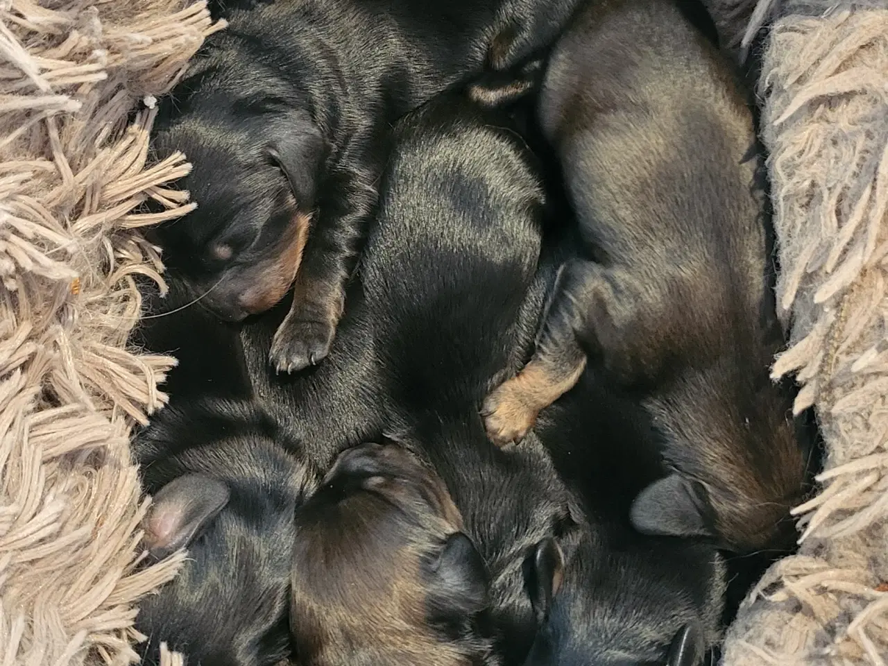 Billede 1 - Gravhunde hvalpe Langhåret Dværg