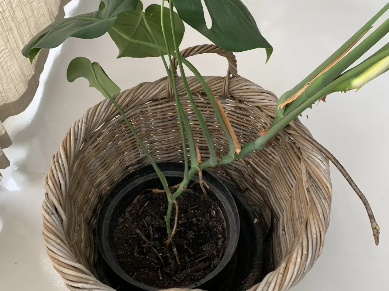 Billede 2 - Kurv i kraftig flet inklusiv monstera plante