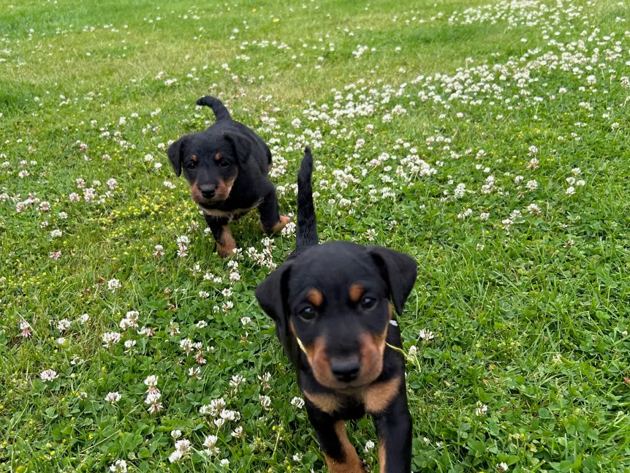 Billede 4 - Tysk jagtterrier hvalpe