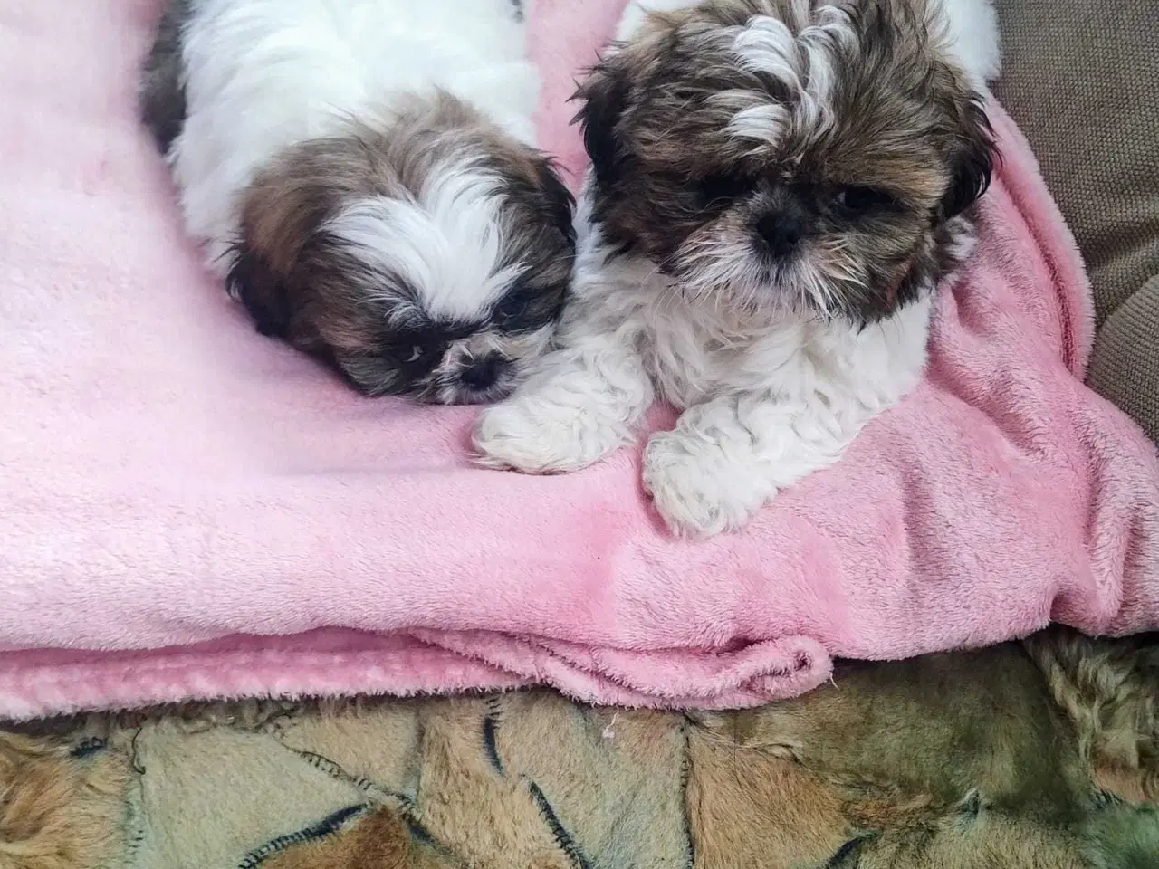 Billede 7 - Tu vidunderlige Shih Tzu