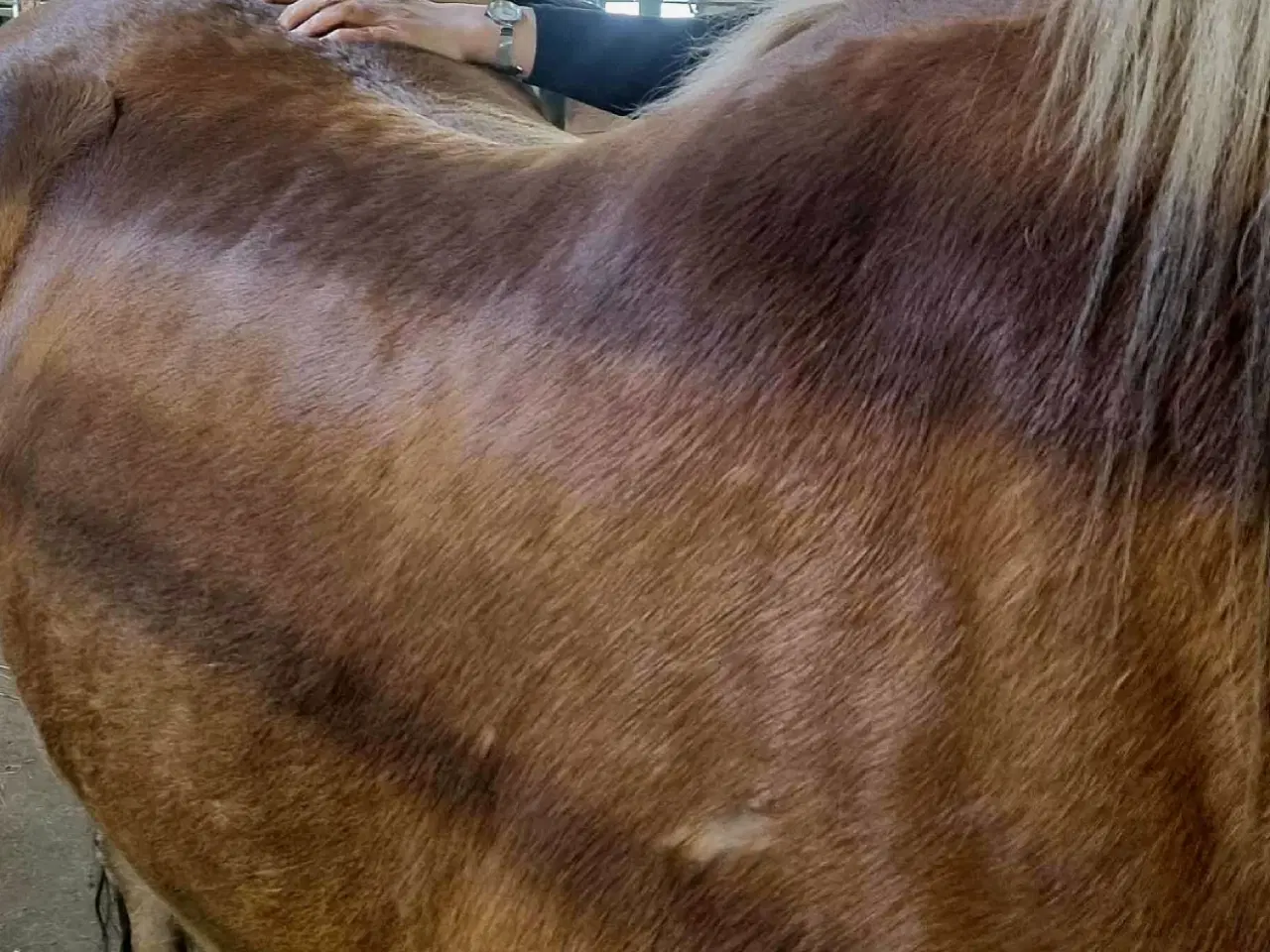 Billede 3 - Kranio- Sakral terapi til hest