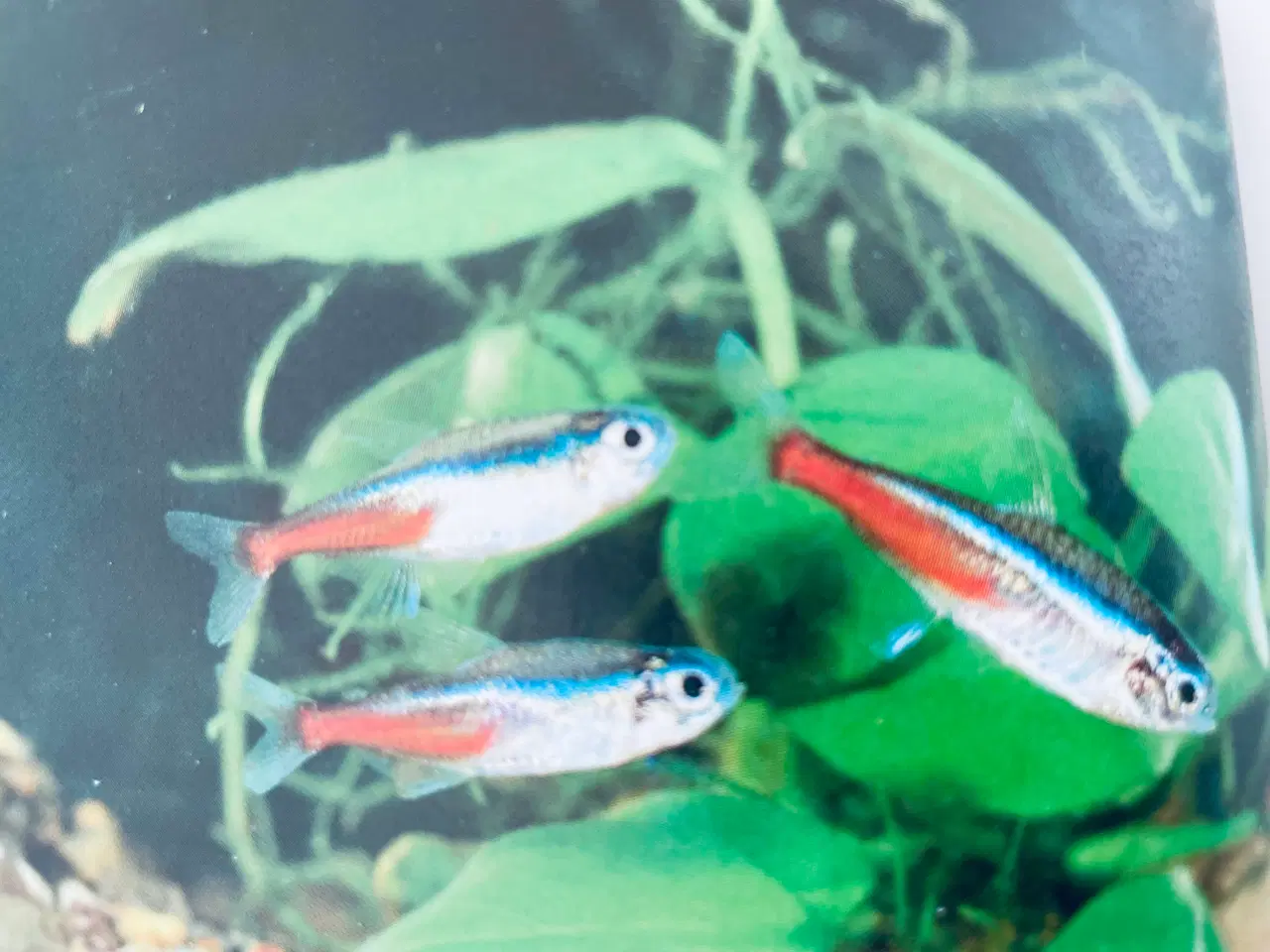 Billede 13 - Akvarie Bogen 