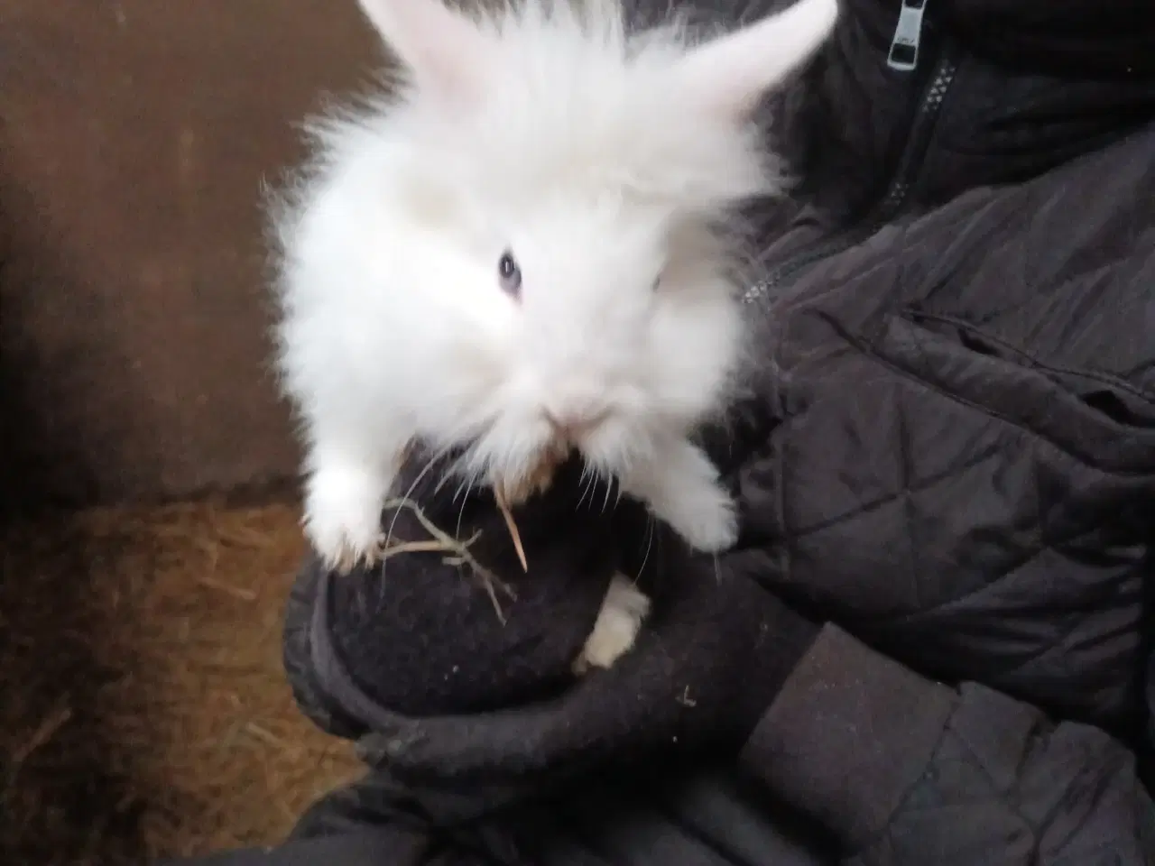 Billede 10 - Kaninunger