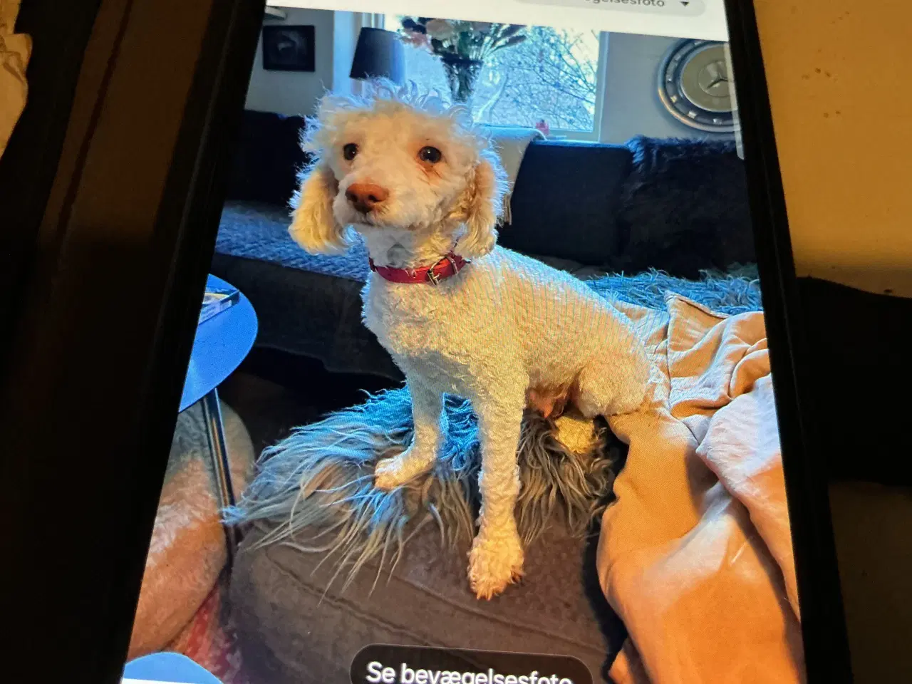 Billede 6 - Papipoo drenge