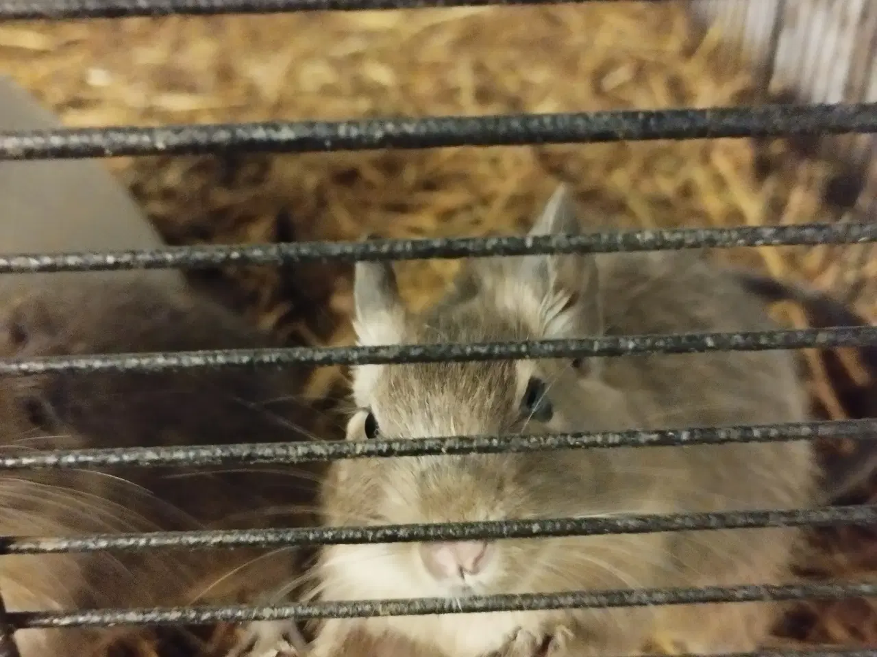 Billede 1 - 15 søde og dejlige degu unger søger nyt hjem