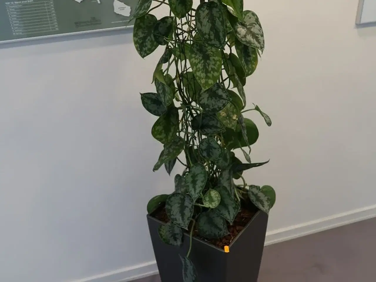 Billede 1 - Plante i krukke