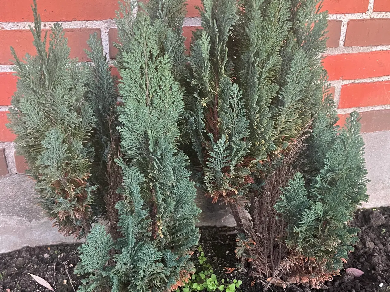 Billede 2 - Cypree Udendørs 