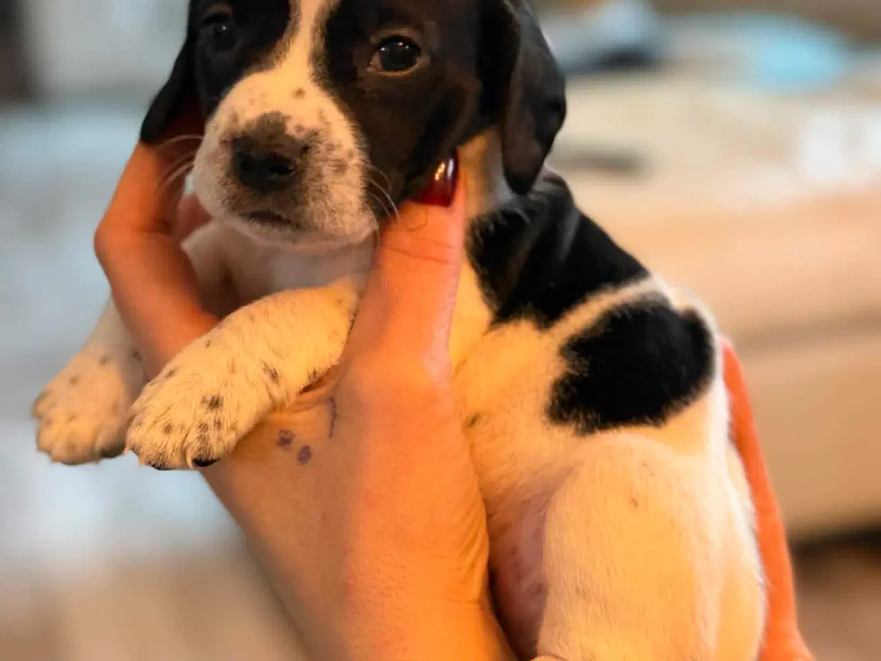 Billede 3 - 🐾 Lækre små vapser søger kærlige hjem 🐾