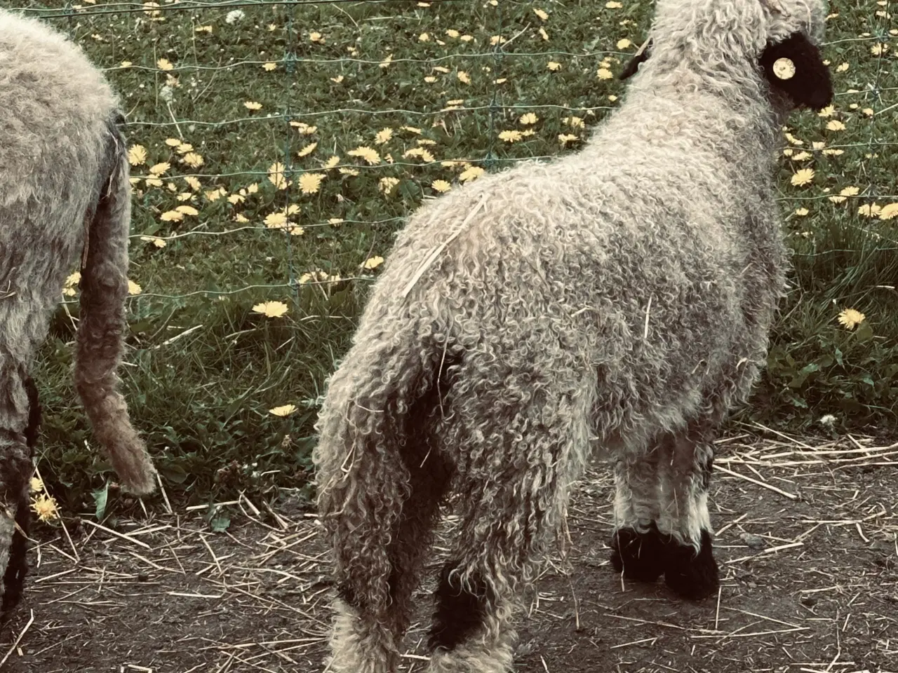 Billede 3 - 3 stk Valais Black nose gimmer lam 3 mdr 