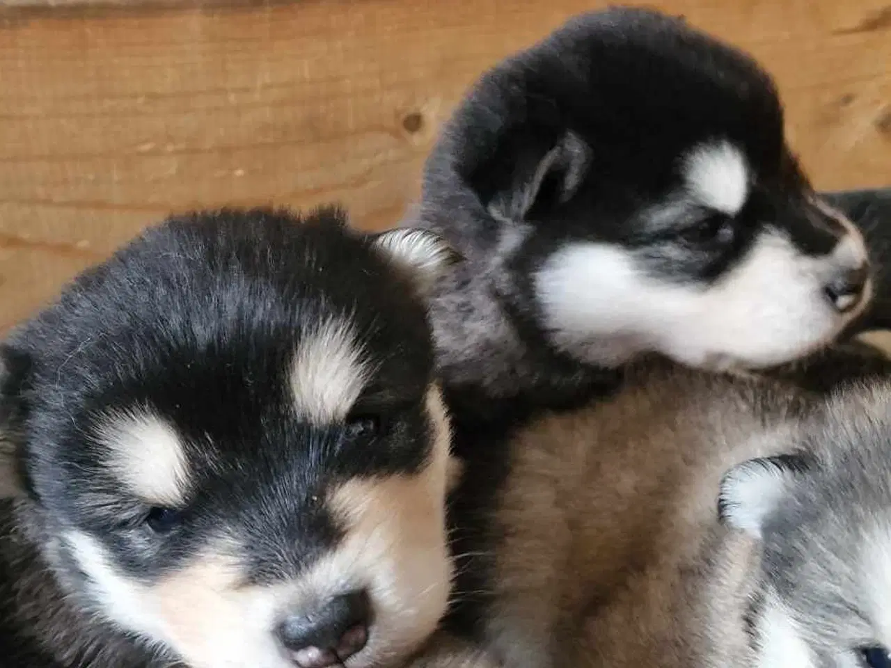 Billede 7 - Alaskan Malamute hvalpe til salg –smukke og sunde!