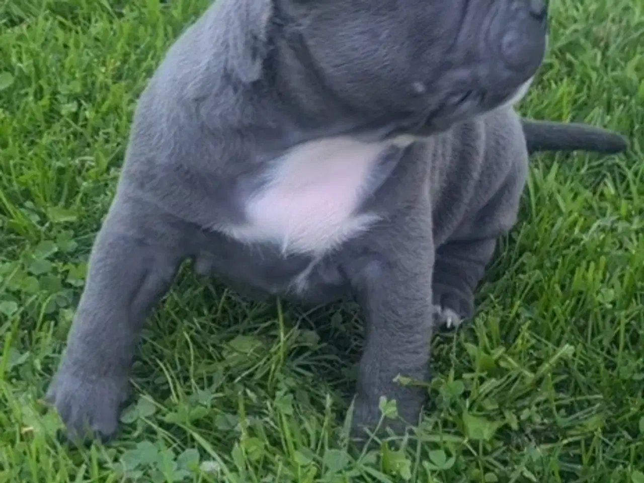 Billede 11 - American Bully Pige Blu 
