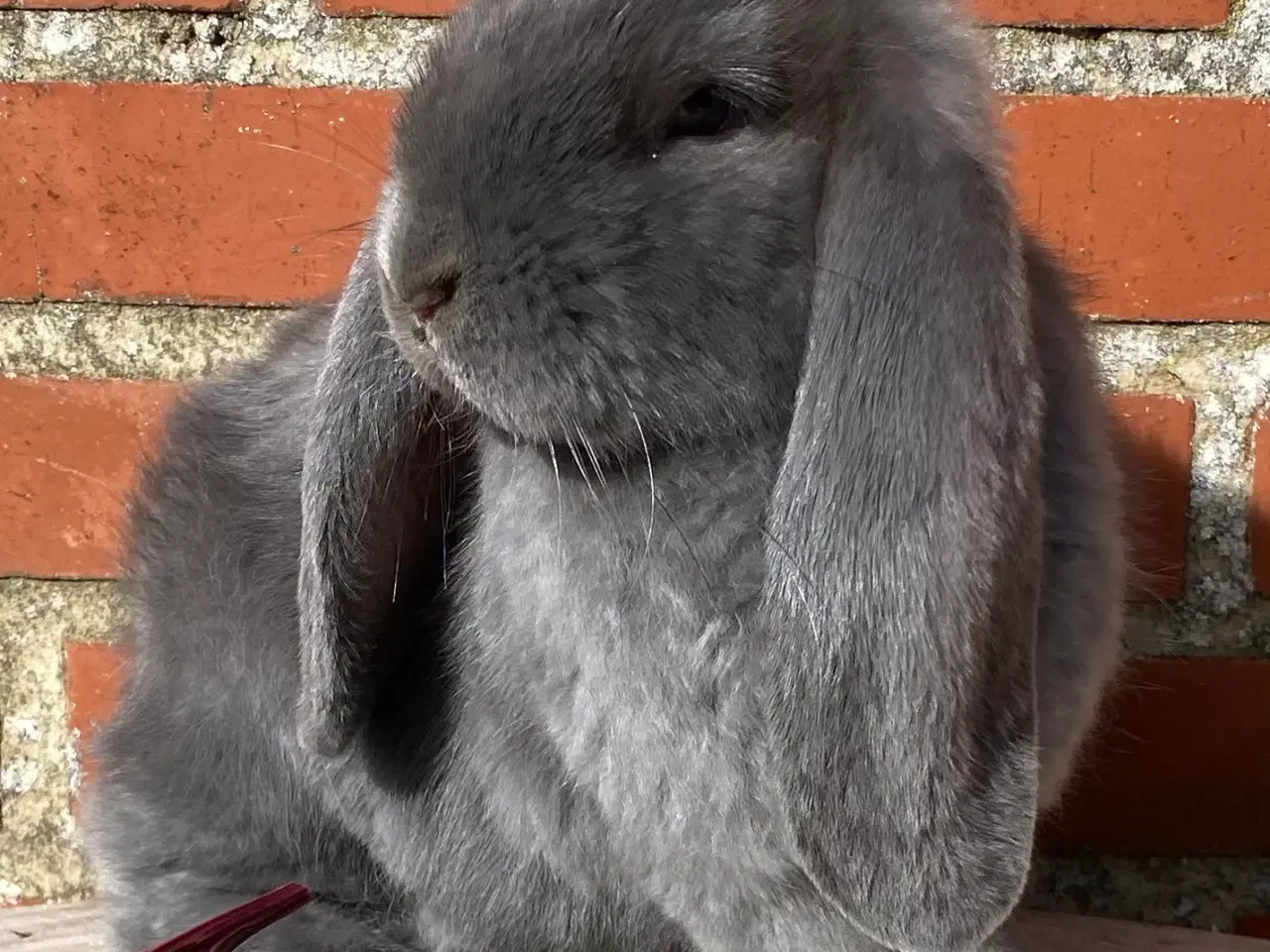 Billede 1 - FRANSK VÆDDER HUN BLÅ