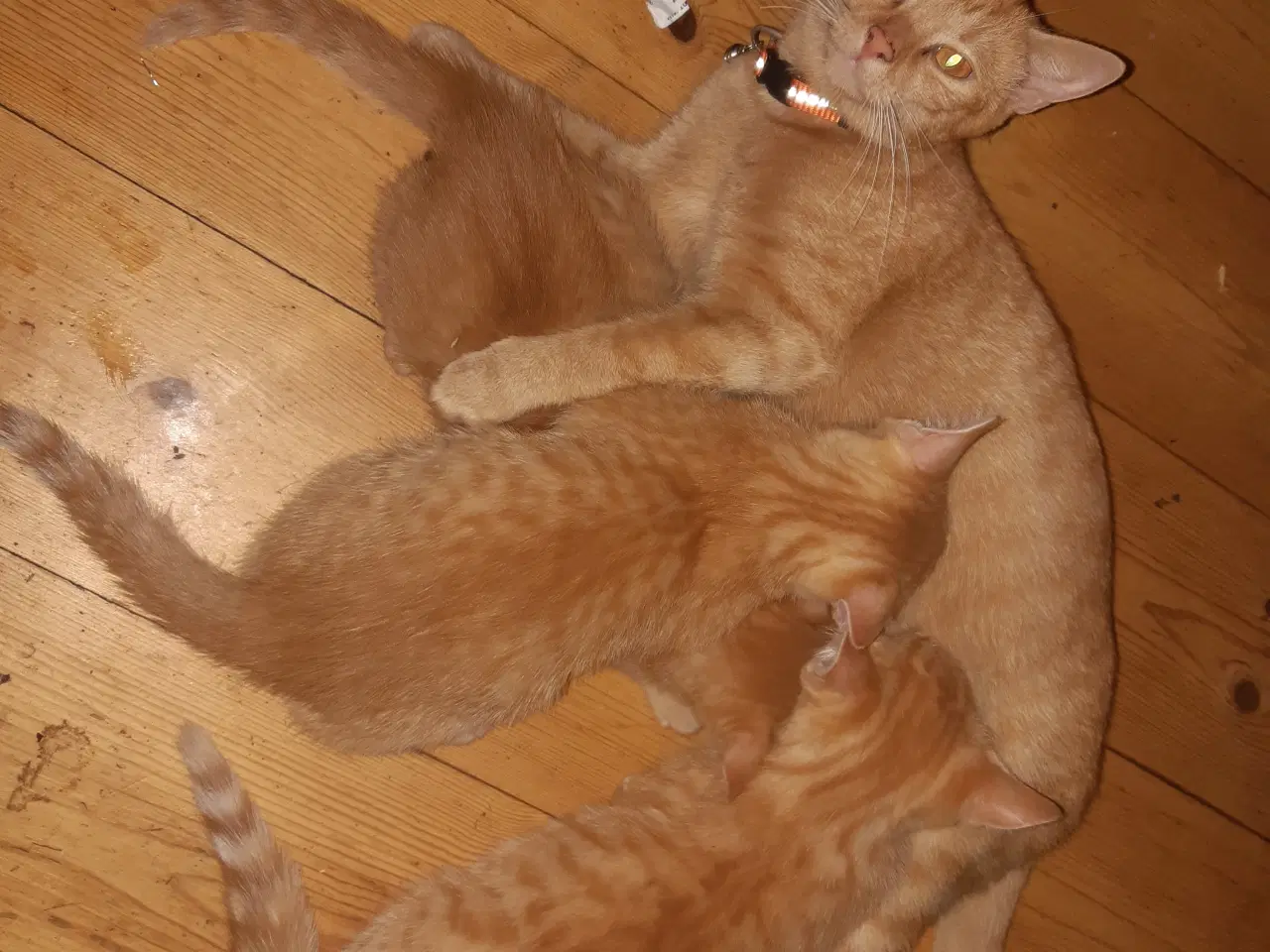 Billede 6 - Vidunderlige store orange killinger