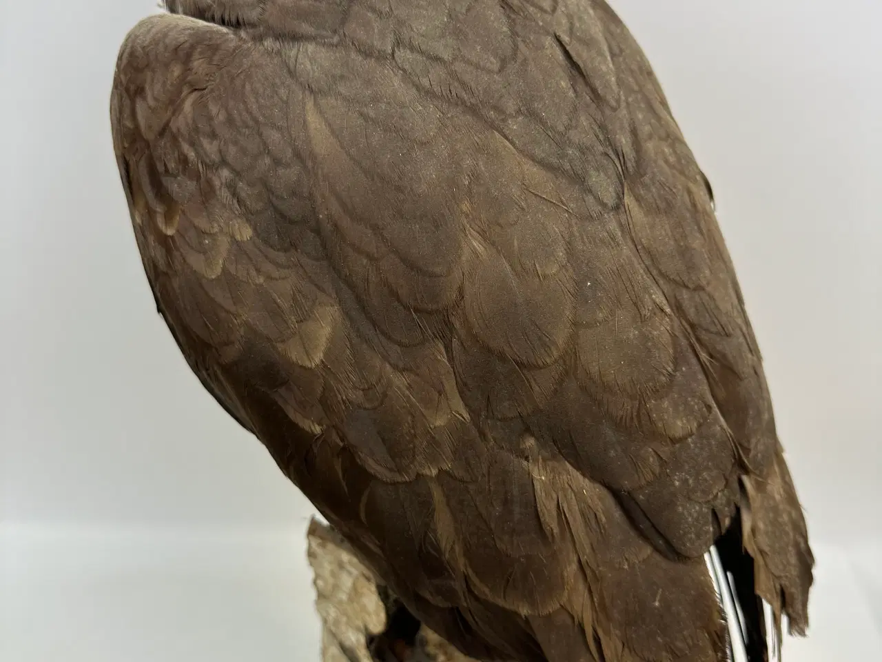 Billede 2 - Udstoppet Musvåge