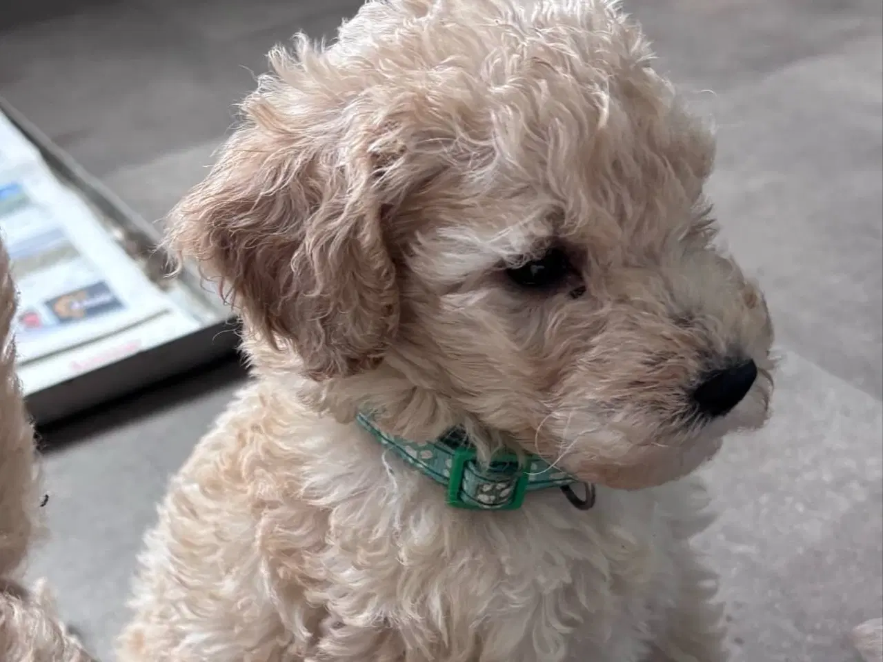Billede 2 - F3 Labradoodles små 