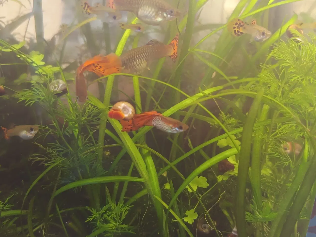 Billede 1 - Guppy-yngel Metal Snakeskin Red Lace