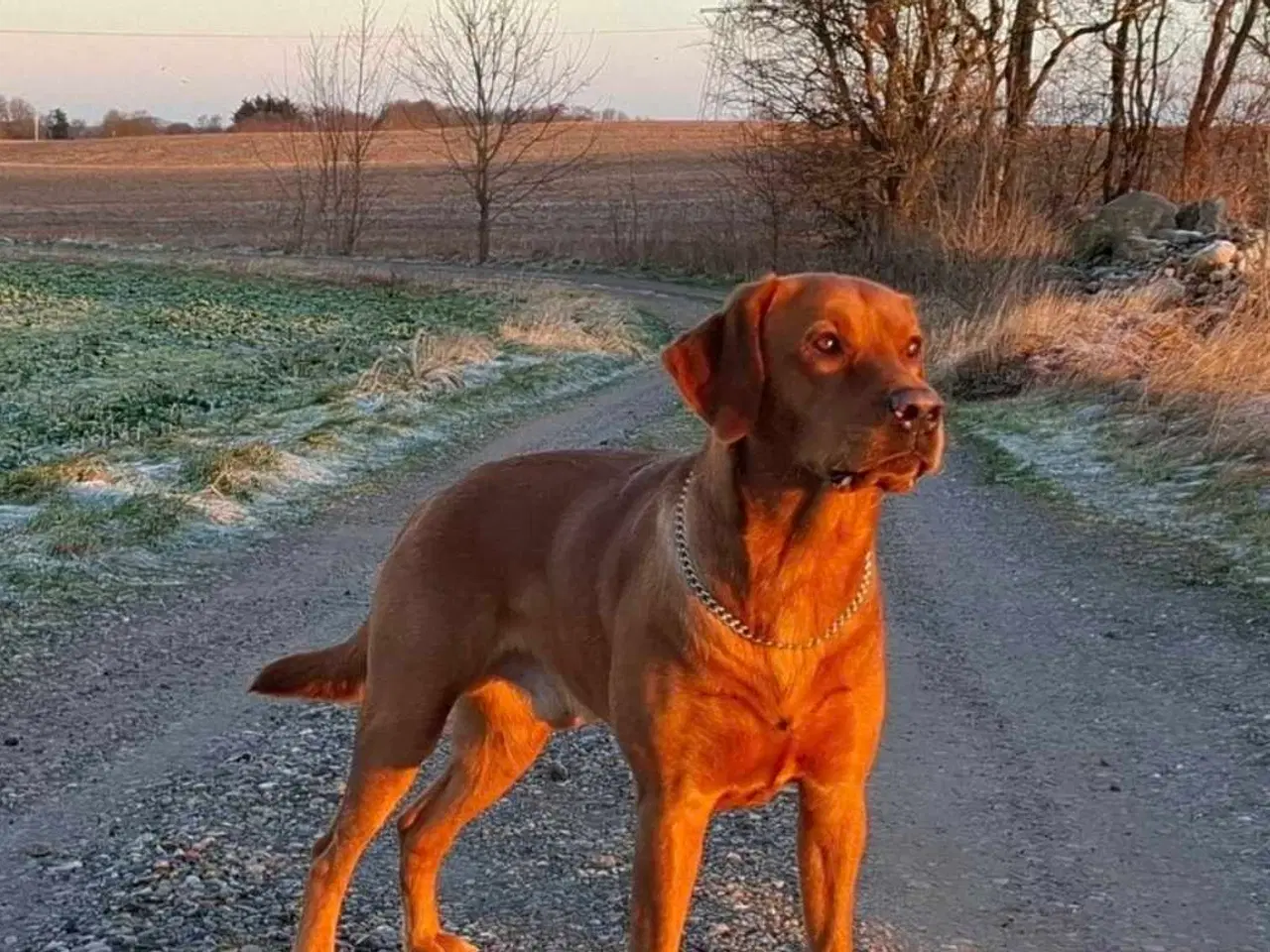 Billede 1 - Dexter tilbydes til parring