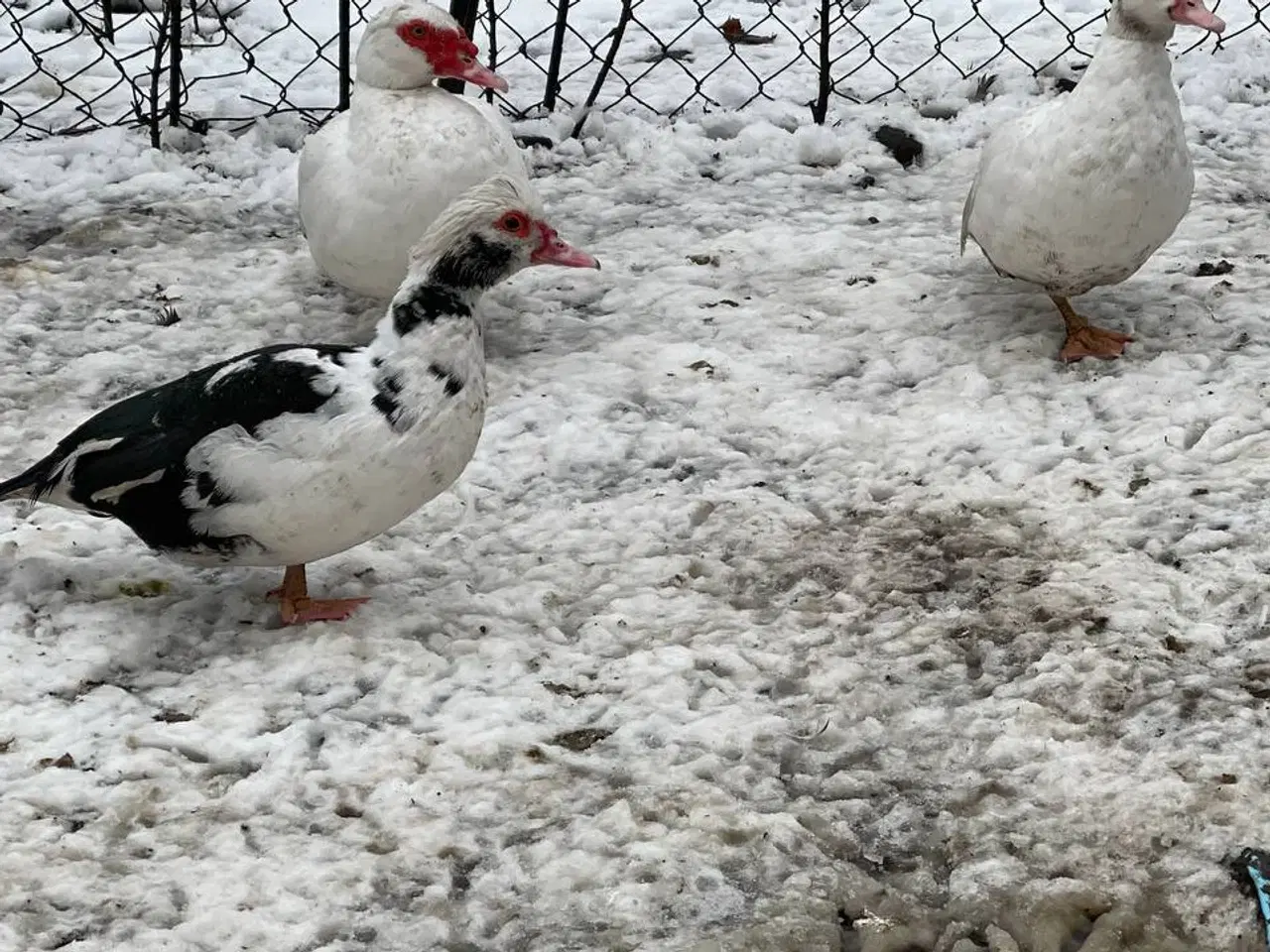 Billede 2 - Moskusænder til salg fra 250kr i 6818 