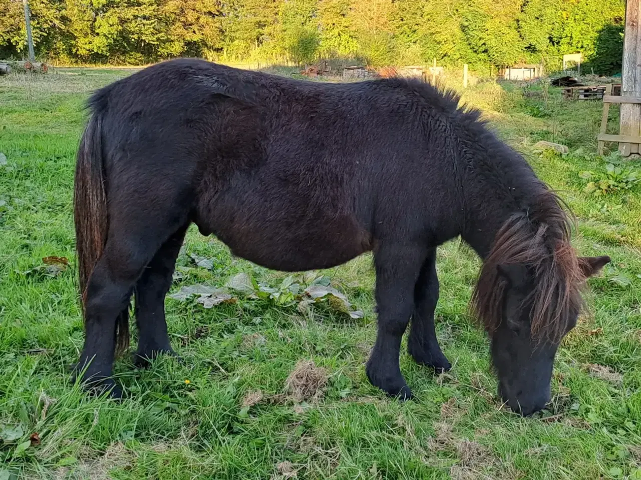 Billede 2 - Shetlandspony 2-års hingsteplage. 