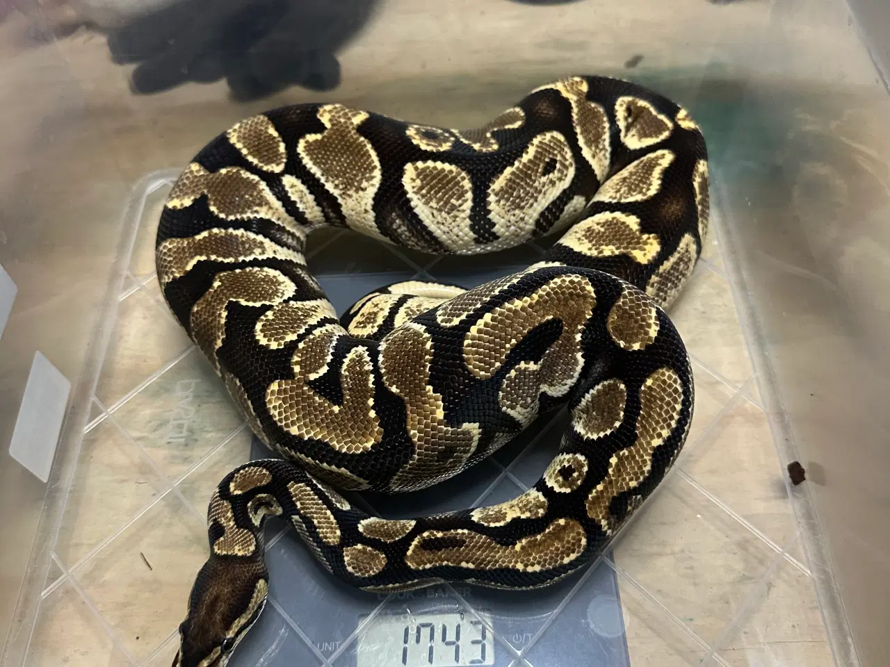 Billede 4 - Konge Python plug and play