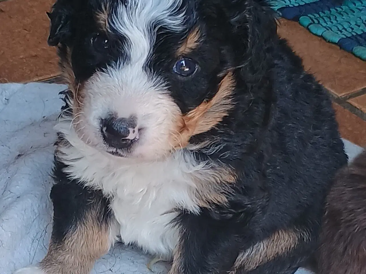 Billede 11 - "Mini Berner Sennen"